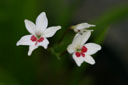 Anomatheca laxa 'Joan Evans'