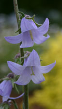 Campanula sarmatica