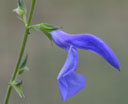 Salvia patens 'Guanajuato'