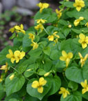 Viola glabella